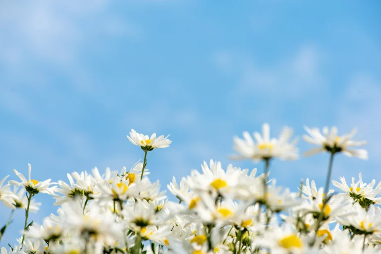 Más Allá De Las Flores Y Las Mariposas