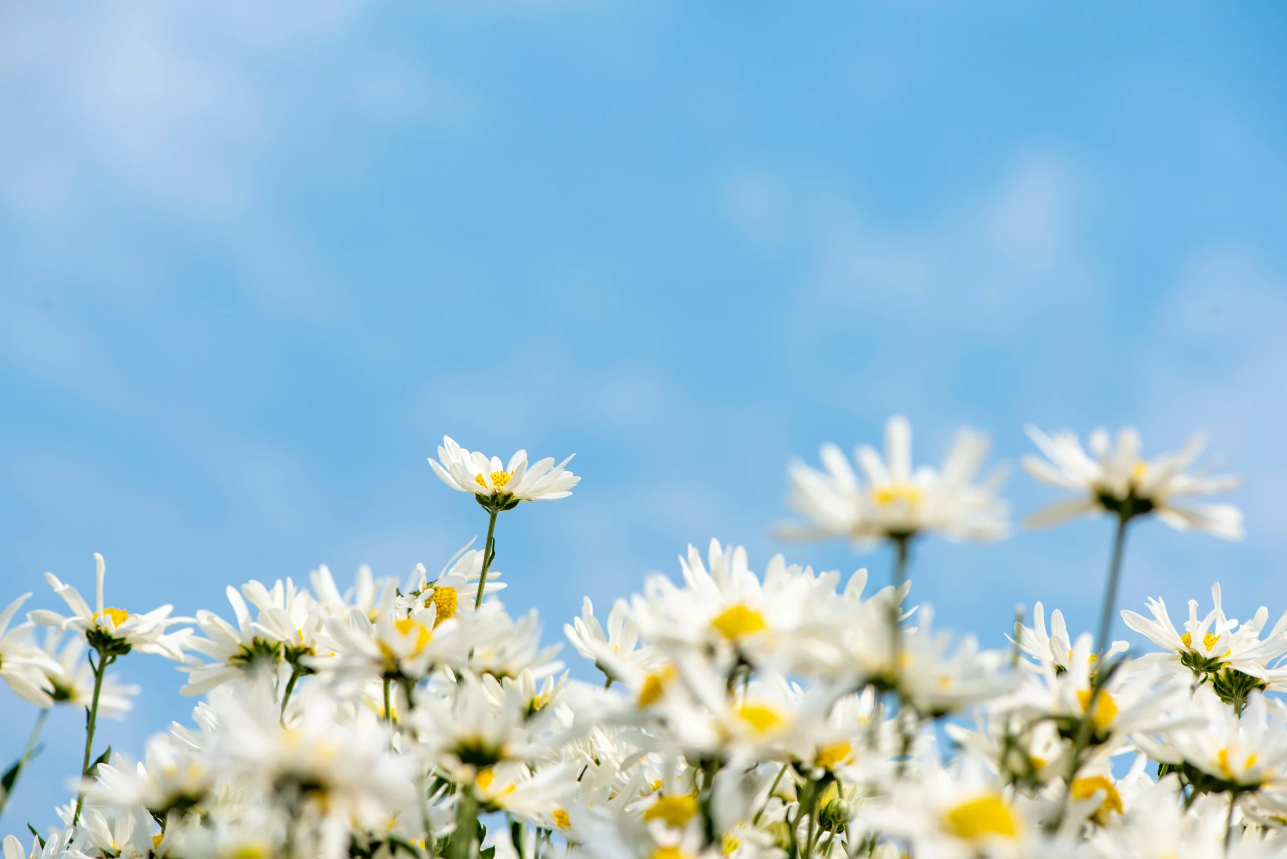 Más Allá De Las Flores Y Las Mariposas